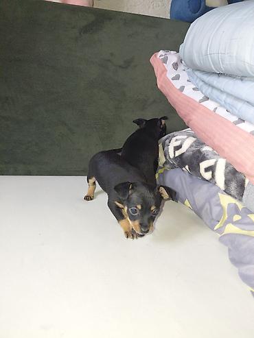 Продажа собак: Миниатюрный пинчер, 1 месяц, Самец, С прививкой — 9