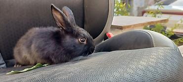 Декоративные кролики: Белые декоративные кролики - Окраc: полностью белый, у части малышей — 9