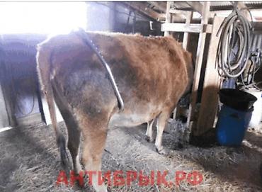 qus bazari: Tekmə sever . Anti brık Turkiyə istehsalı Metal Yeni. Təkmə önləyici — 3