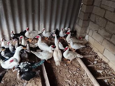 ordek satisi: Lal ördəkler satılır 
ərkəklər 20₼
disiler 18₼ — 2