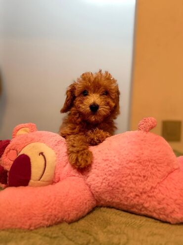 toy poodle qiyməti: Pudel, 3 ay, Dişi, Peyvəndli, Pulsuz çatdırılma, Ödənişli çatdırılma, Ünvandan götürmə