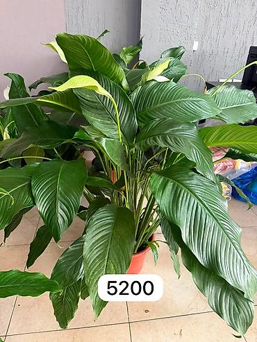 Комнатные растения: Комнатные растения в горшках 1) Спатифиллум (Spathiphyllum) — крупный — 1