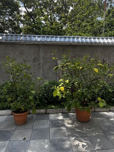 Ağaclar: Limon ağaclari satılır balaca 40 azn boyuk 60 azn