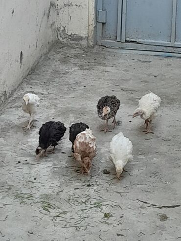 inqivator cuce: Toyuq cücələri, Damazlıq