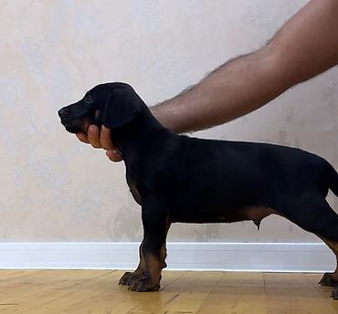 it sahiblendirilir: Doberman, 2 ay, Erkək, Peyvəndli — 3