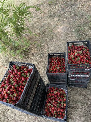 прием клубники: Кулпунай Альбион, Дүңүнөн