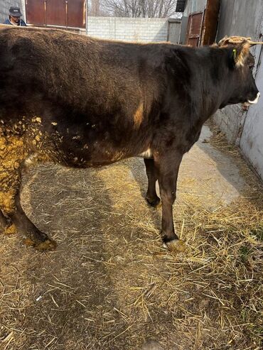 Коровы, быки: Продаю | Корова (самка) | Для молока | Привязанные — 3