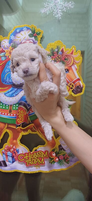 İtlər: Pudel, Dişi, Peyvəndli, Ödənişli çatdırılma — 9