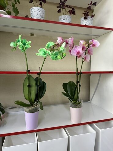 купить саженцы плодовых в бишкеке: Орхидея Phalaenopsis в горшке - Крупные соцветия на двух цветоносах -