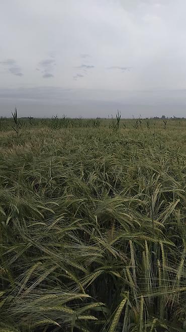 Продажа участков: 129 соток — 14