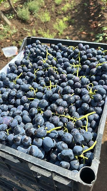 Tinglər: Meyvə və dekorativ ağac tingləri Təsvir: - Tərtər rayonu ərazisində — 5