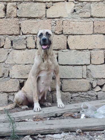 labrador retriever satilir: 3 il, Dişi, Ünvandan götürmə