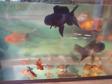 Balıqlar: Oranda, Ünvandan götürmə -da lalafo.az — 1 Balıqlar: Oranda, Ünvandan götürmə — 1