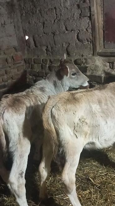 Коровы, быки: Продаю | Тёлка — 2