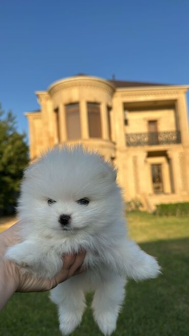 pomerian spitz: Şpitz, 2 ay, Erkek