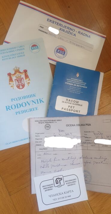 Psi: ﻿Pomeranac spreman za parenje.   Šampionskog porekla, sa svim papirima — 8