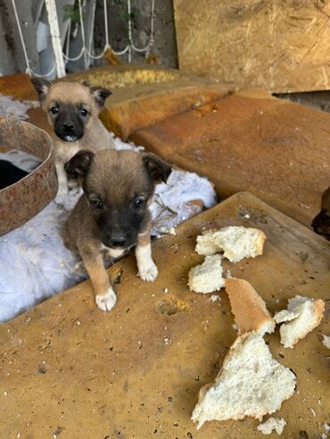 сколько стоит щенок йоркширского терьера: Собака даром: Дворняжка, 2 месяца, Самец