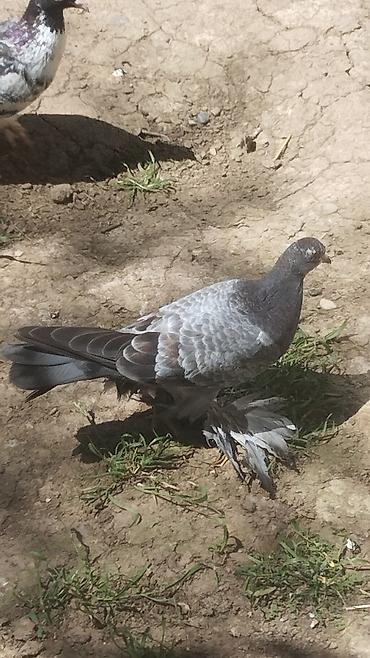 pişiklər ucuz: Bala quşdu anası oynaq atası dekarativdi Cütdilli ayaqlı, geniş — 3