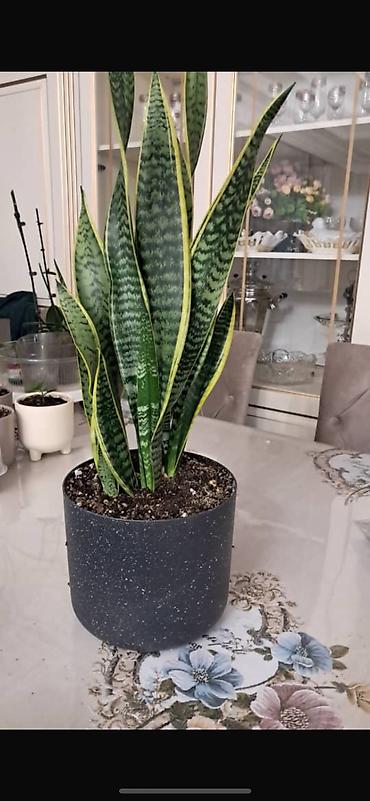 Замиокулькас (Долларовое дерево): Замиокулькас, также известный как долларовое дерево, представлен в — 22