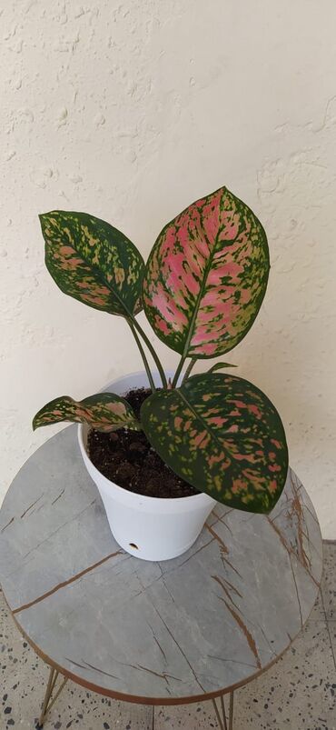 plastik gul qablari: Bitki: Aglaonema (rəngli sort – yaşıl yarpaqlarda çəhrayı ləkələr)