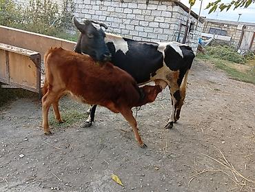 Inəklər, öküzlər: Dişi, il: 5, 400 kq, Damazlıq, Ünvandan götürmə — 3