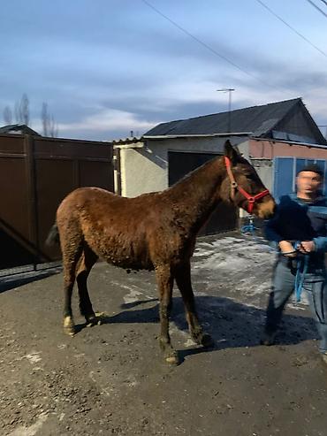 Лошади, кони: Продаю | Жеребенок | Рабочий — 13