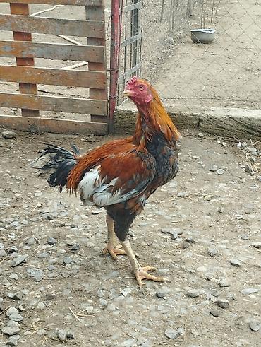 Xoruzlar: Məhsul: Qara-qırmızı rəng çalarlarında kənd xoruzları Təsvir: - Uzun — 5