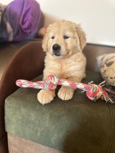 it etibarli ellere verilir: Labrador-retriver, 2 ay, Dişi, Peyvəndli, Ödənişli çatdırılma