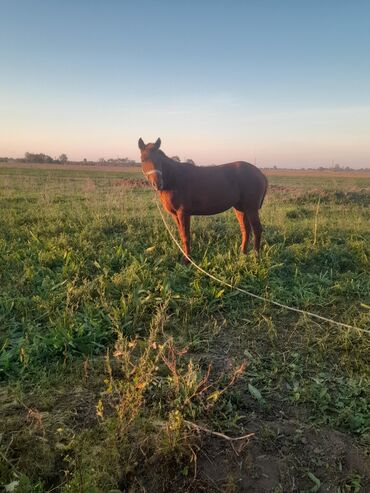 yorqa atlar: Dişi, Qarabag, il: 2, Ödənişli çatdırılma