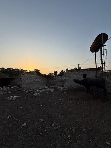 Torpaq sahələrinin satışı: Kənd təsərrüfatı, Mülkiyyətçi -da lalafo.az — 9 Torpaq sahələrinin satışı: Kənd təsərrüfatı, Mülkiyyətçi — 9