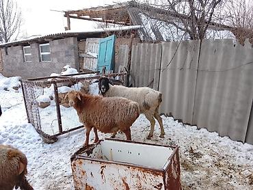 Баран, овца: Продаю | Овца (самка) | Для разведения | Матка — 8