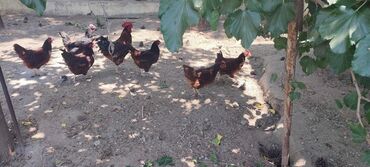 amroks toyuq cinsi: Курица, Для яиц, Платная доставка