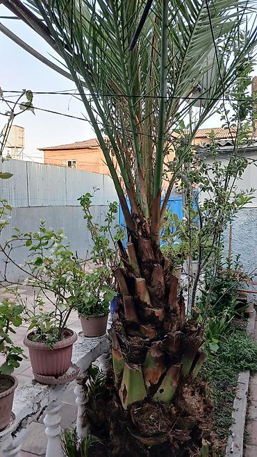 paulownia agaci: Dekorativ xurma palmisi (Phoenix dactylifera tipli) - Hündürlüyü — 3