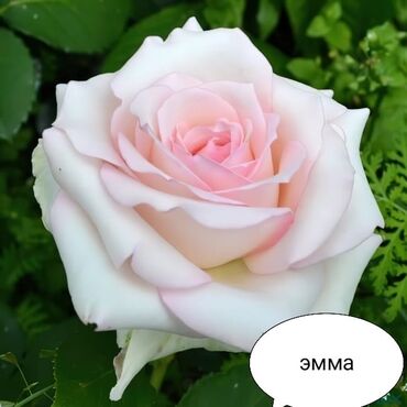 Şitillər: Məhsul: Gül kolları – müxtəlif növ güllər Təsvir: - Seçmə dekorativ — 15