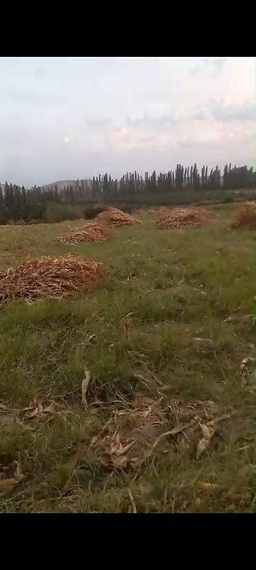 озбек сигиш: Мака (жүгөрү) пая. Ош, 9-км (Чагыр), Мадыга жетпей. 300 боо, келишим — 3