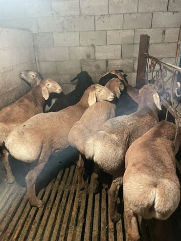 Бараны, овцы: Продаю | Ягненок, Баран (самец) | Полукровка | На забой | Осеменитель, Племенные — 1