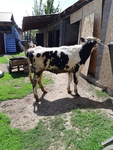 Коровы, быки: Продаю | Тёлка | Голштин | Для разведения, Для молока | Искусственник