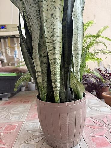 dibcek qablari: Sansevieria (Qaynanadili) – dekorativ qapalı bitki - Növ: Sansevieria — 2