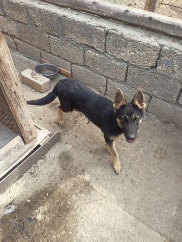 xaski it sekilleri: 4 ay, Dişi, Ünvandan götürmə