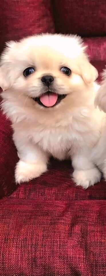 poncik itler: Pekines, 2 ay, Dişi