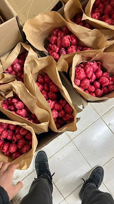 Букеты из живых цветов: Тюльпаны в букете-миксе - Срезанные тюльпаны в крафт-упаковке — 16