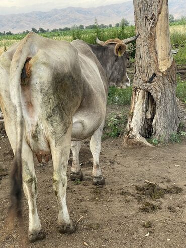 продажа теленок: Продаю | Корова (самка) | Алатауская | Для молока | Стельные