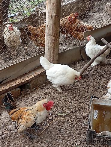 Продам японский карлик петушок и две кур — 3