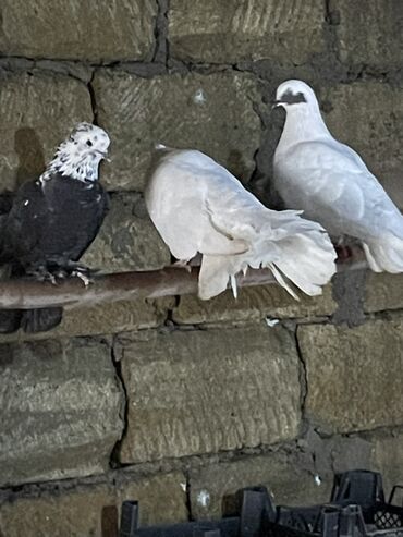 Göyərçinlər: Ev göyərçinləri dekorativ və uçuş üçün. - Rənglər: ağ, qara‑ağ — 3