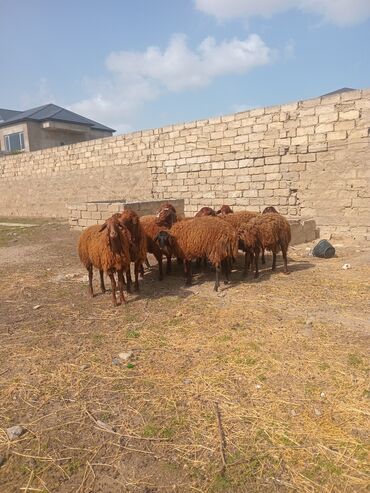 Akvariumlar: Erkək, Qala, il: 1, 45 kq, Damazlıq, Ətlik