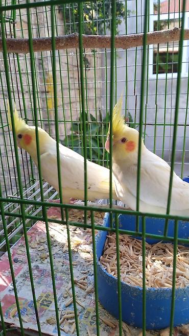 korella satışı: Watsapla elaqe saxlayin Məhsul: Nimfa tutuquşuları (Cockatiel) — 1