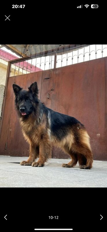 İtlər: Alman çoban iti, 3 ay, Erkek, Peyvəndli — 21