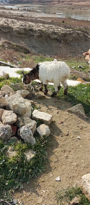 heyvanlar satışı: Çəpiş ərkəydi 6.7 klo əti olar zığ kəndindədi