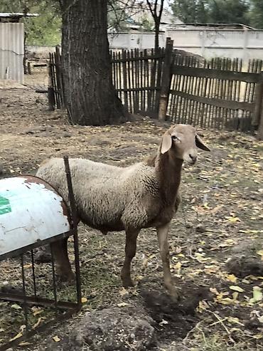 Продам с/х животных: Продаю | Баран (самец) | Для разведения | Племенные — 1