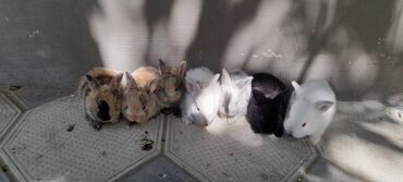 dovşan satışı: 1 ayliğ dovşan balalari satilir. Təmiz və sağlam dovşanlardir. Ünvan